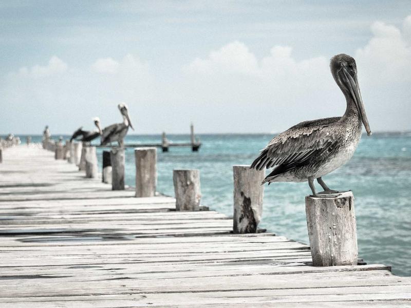 冰河世纪<br>ljvwvuu.cn 猛犸象迁徙录